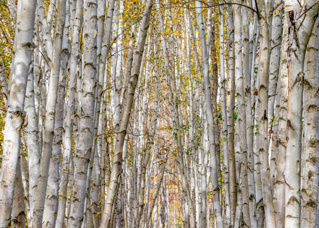 Birches Of New Hampshire Photography Art | Jeremy Noyes Fine Art Photography