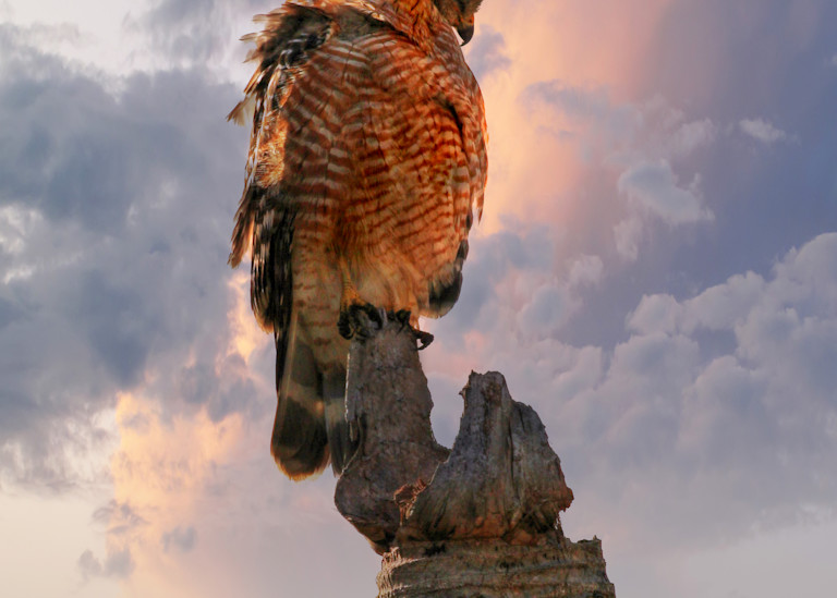 Lion's Gate Photography - Red Shouldered Hawk
