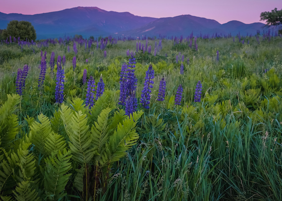 Purple Dusk Setting On Lupine Field Photography Art | Morgane Mathews Fine Art Photography