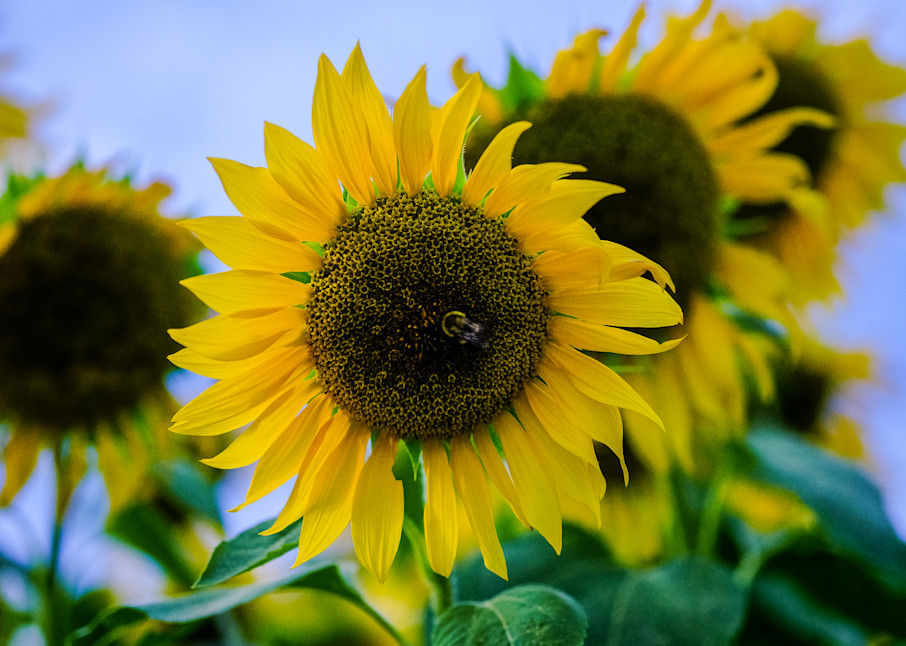 Sunflowers, Flora Series Photography Art | Morgane Mathews Fine Art Photography