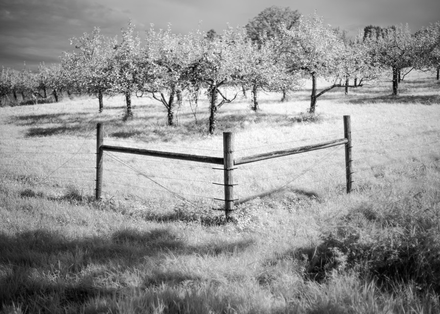 Corner Fence, Apple Orchard