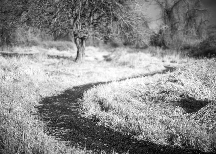 Winding Path, Infrared