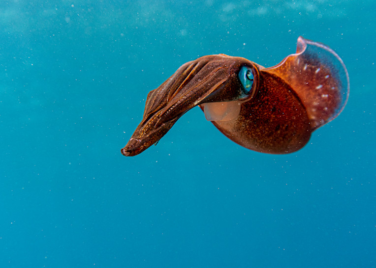 Squid In The Blue Photography Art | Scuba Network NYC