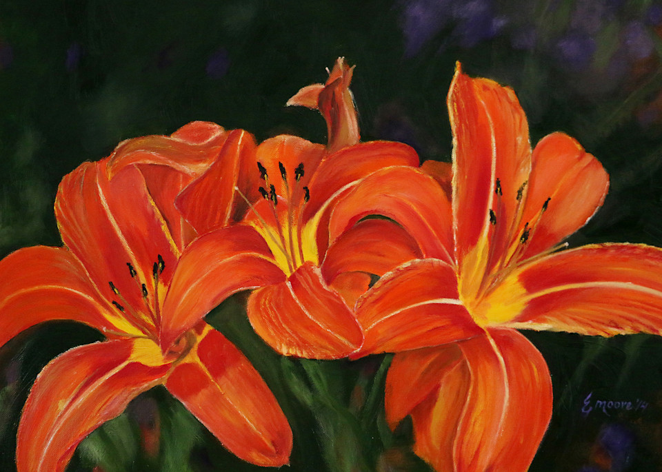 Orange Daylilies