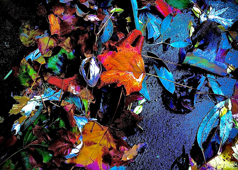 Paula Dileos's photography of colorful fall leaves.