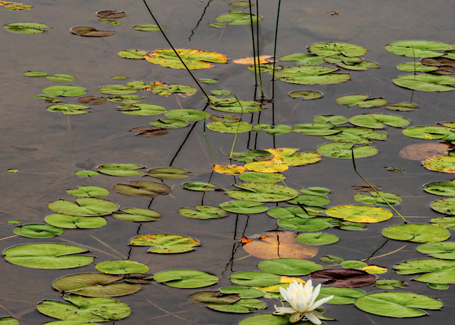 Jordon Pond Water Lily No. 1  Photography Art | johnkennington