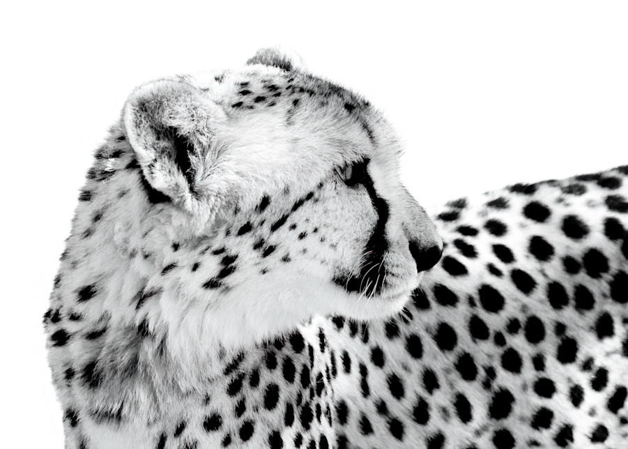 Cheetah Ii Photography Art | Beth Wold Fine Art Gallery