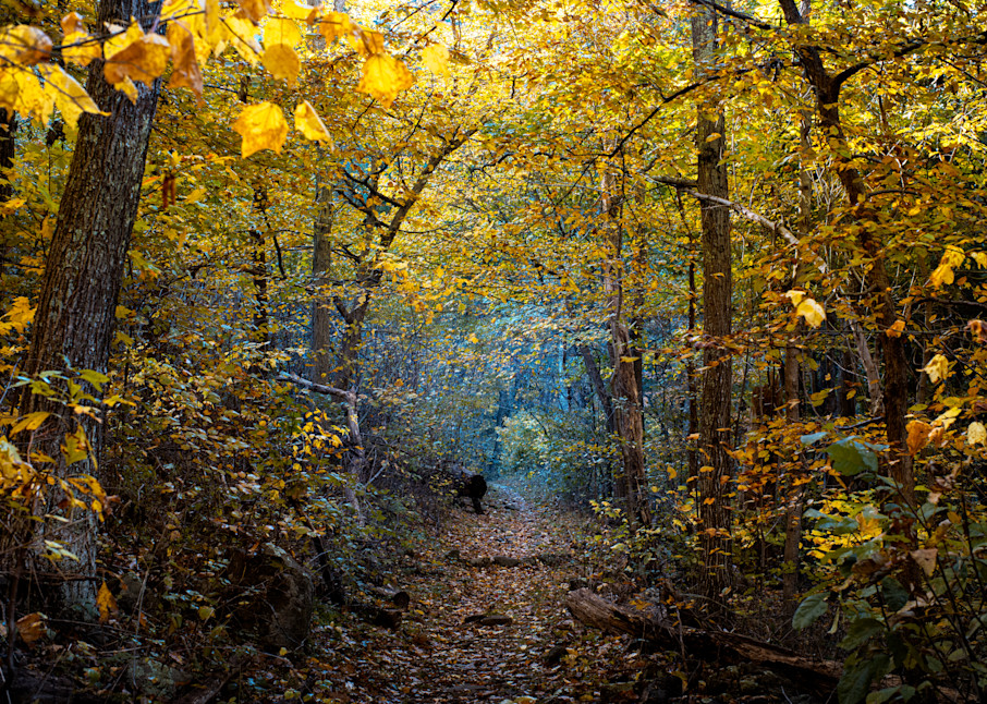During the Autumn, a tunnel under yellow foliage winds through the forest in Shenandoah National Park, Virginia - Fine Art Print