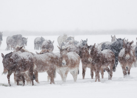 Feeding Time Horses In Snow Pano   High Key 0881 Fss Photography Art | Koral Martin Fine Art Photography