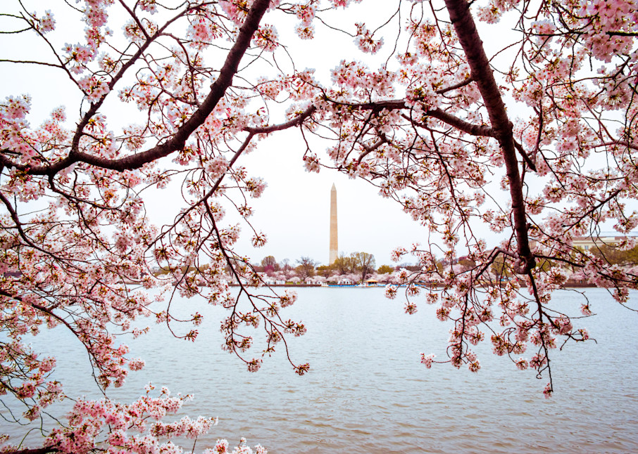 Cherry trees along the Tidal Basin with flowers framing the Washington Monument in Washington, DC - Fine Art Photography