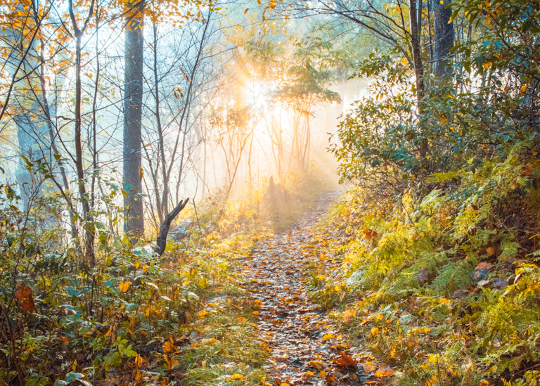 Sunlight breaks through the foggy morning in Shenandoah National Park Virginia - Fine Art Print