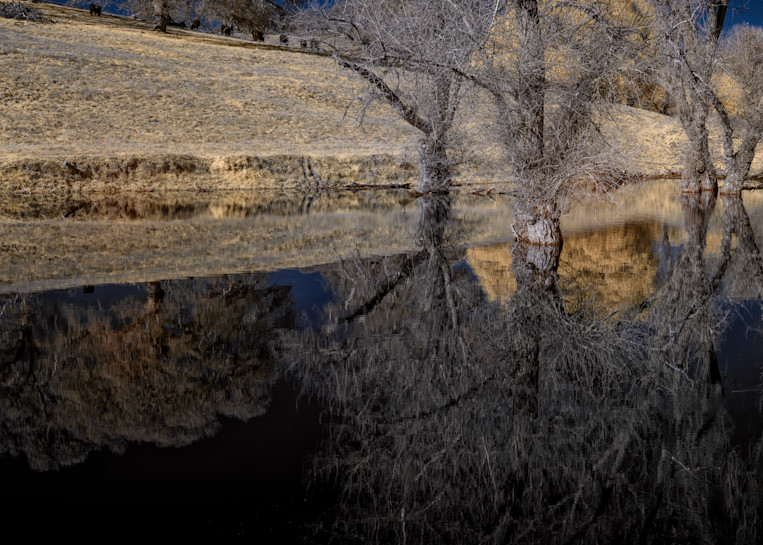 Cottonwoods Reflecting In An Ephemeral Pond Photography Art | davidarnoldphotographyart.com