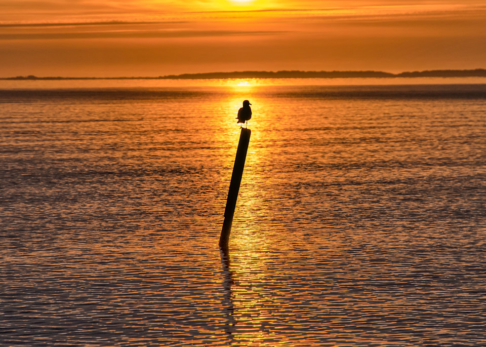 Harthaven Solitary Gull Sunrise Art | Michael Blanchard Inspirational Photography - Crossroads Gallery