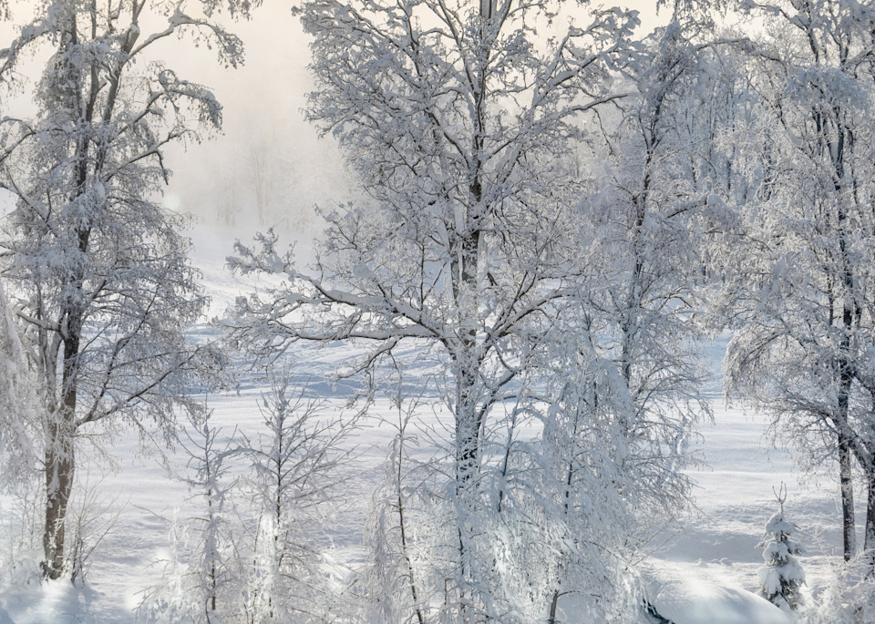 Winter Birches Art | The Carmel Gallery