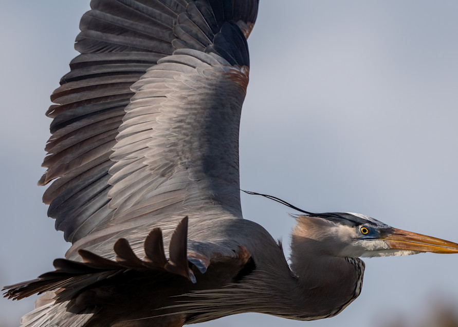 Great Blue Heron Fly By Photography Art | Susie Rivers Photography