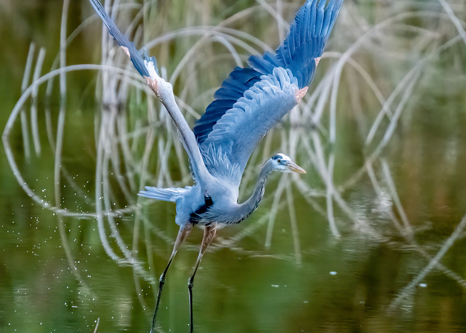 Great Blue Heron Photography Art | Susie Rivers Photography