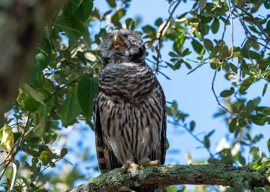 Barred Owl Photography Art | Susie Rivers Photography