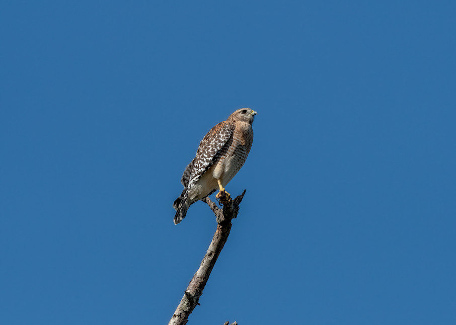 Red Shouldered Hawk Photography Art | Susie Rivers Photography