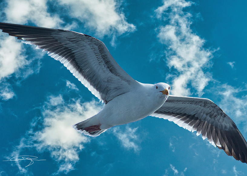 Seagull In Flight Photography Art | Audrey Nilsen Studios