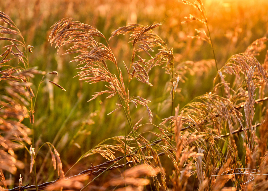 Field In The Morning Sun Photography Art | Audrey Nilsen Studios