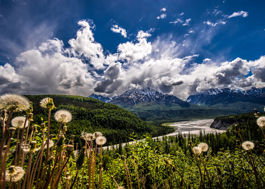 Matanuska Dandelions Alaska
