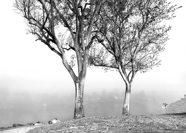 Two Trees at the Lake