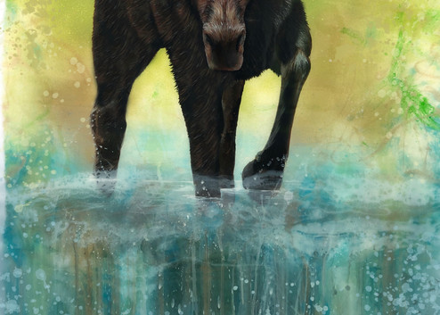 Bull moose Wading Through Water Acrylic and Watercolor Art