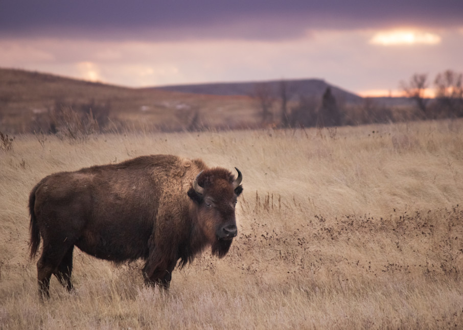 Bison Buffalo at Sunset Photography