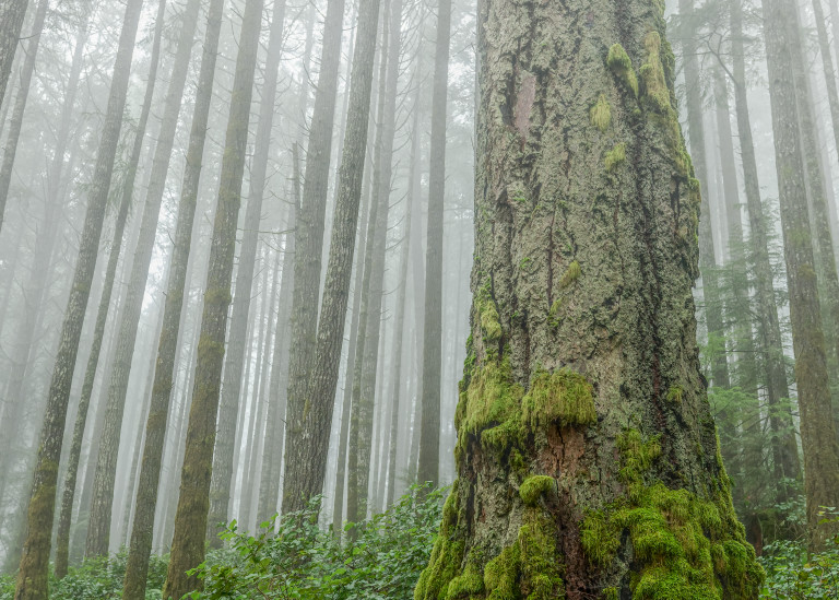Wisdom of the Aged - Old Growth Tree in the Fog