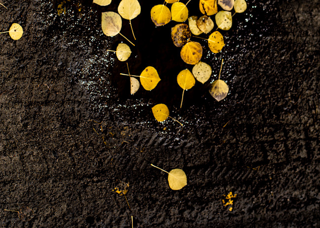 Aspen Leaves On The Road Photography Art | Gatesman Photography