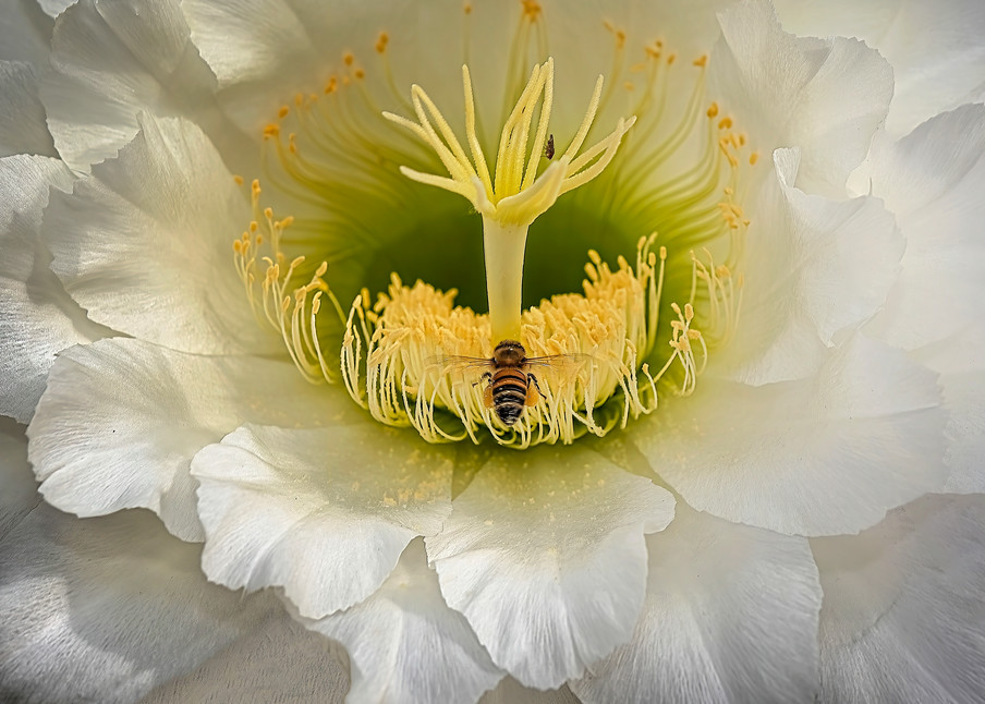 Bee Heaven Photography Art | Kendall Photography & Fine Art