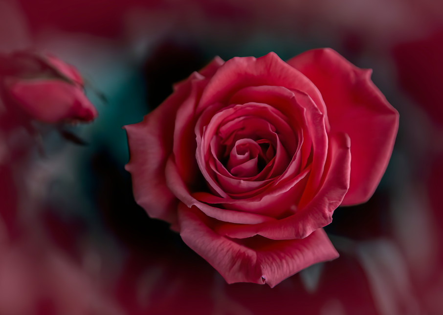 Rose Photography Art | JPG Image Studio