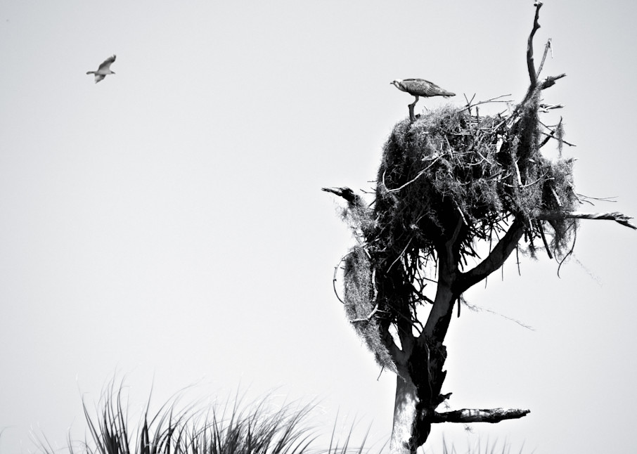 An Osprey patrols the sky as another watches from the nest on a Cypress Tree on Honeymoon Island near Dunedin, Florida - Fine Art Photography Print 