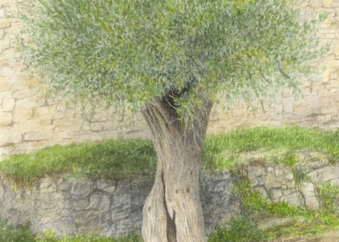 Olive Tree Umbria And Tuscany Italy Art | Diane Cardaci Art