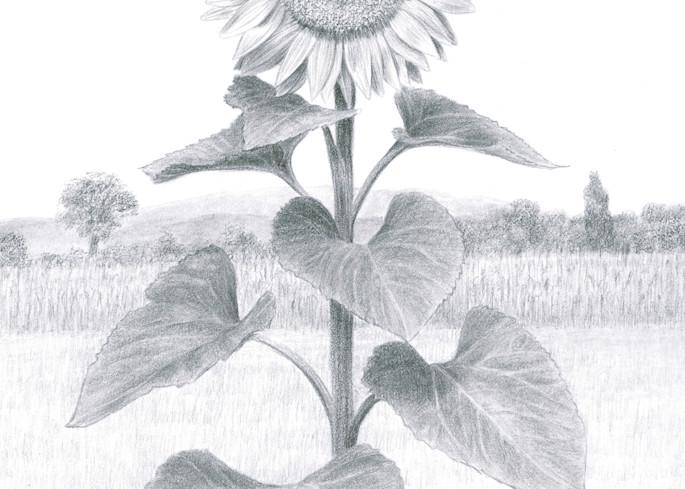 Sunflower In Umbria Art | Diane Cardaci Art