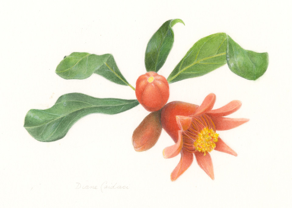 Pomegranate Flower Art | Diane Cardaci Art