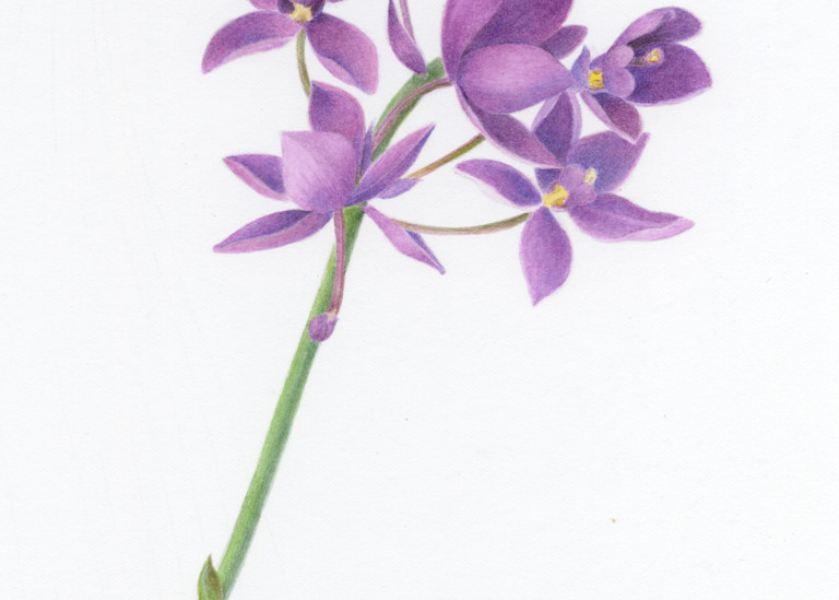 Purple Passion Orchid Art | Diane Cardaci Art