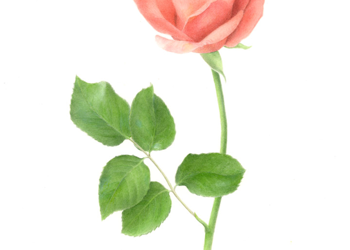 Wedding Rose Art | Diane Cardaci Art