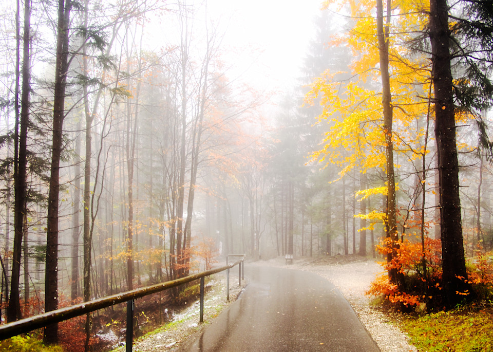Fine Art Photography of a Bavarian Forest During Autumn in Bavaria