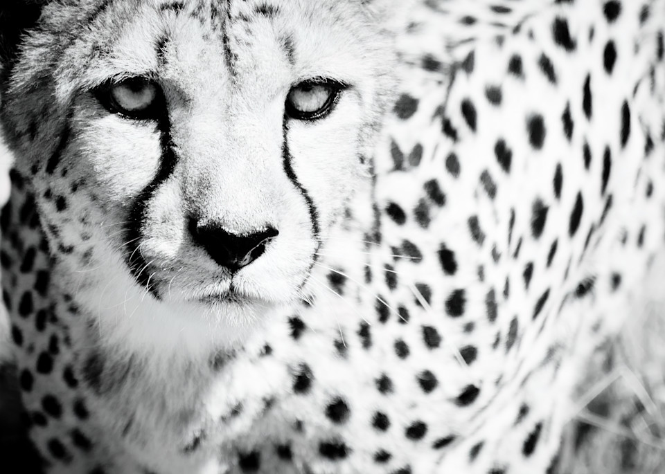 Cheetah Ix Photography Art | Beth Wold Fine Art Gallery