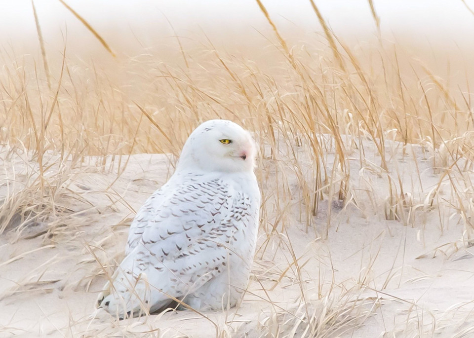 Snowy Owl Art | Sarah E. Devlin Photography