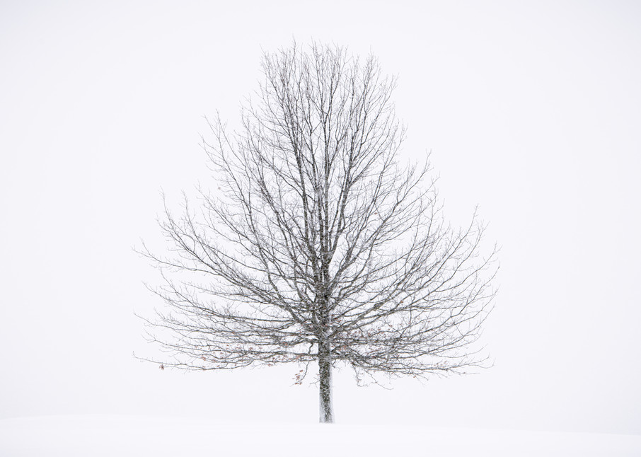 201201   Lone Tree   7848 Photography Art | JP Diroll Photography