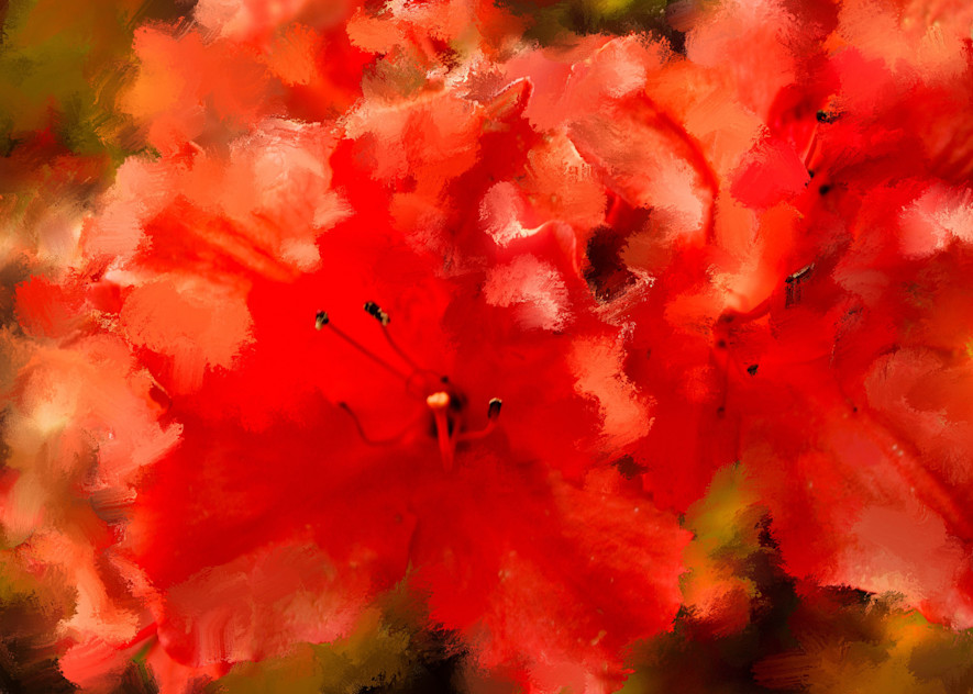 Red Flowers In Bloom Photography Art | Audrey Nilsen Studios
