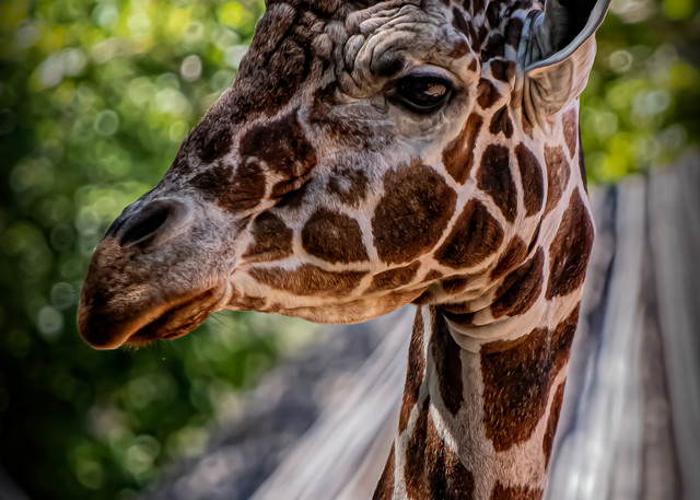 Giraffe Photography Art | JPG Image Studio