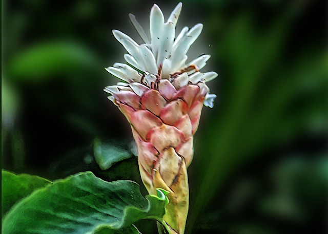 Jungle Flower Photography Art | 2430Studio