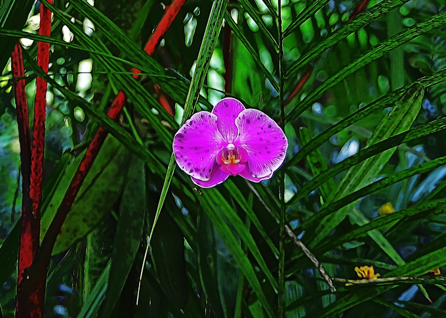 Purple Orchid Photography Art | 2430Studio
