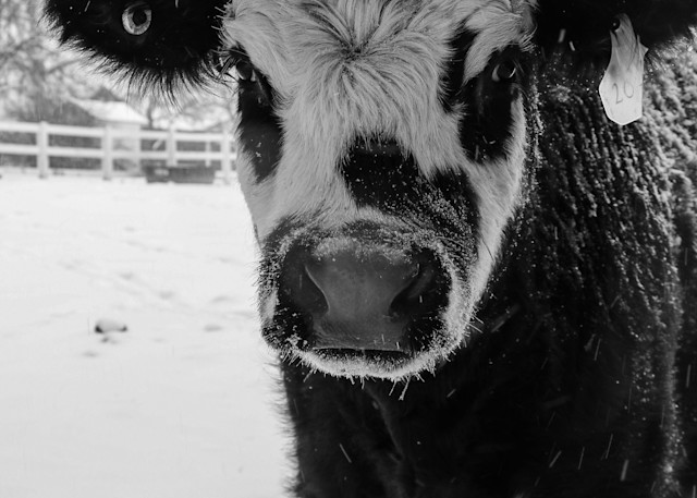 Black And White Cow Up Close B W Photography Art | Ray Marie Photography 