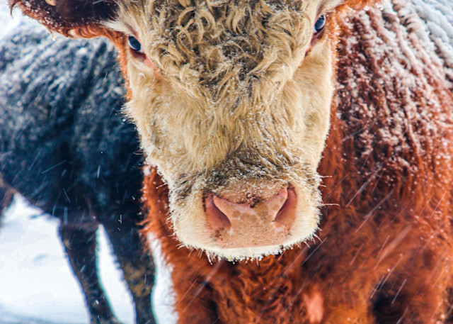 Brown Cow Up Close Photography Art | Ray Marie Photography 