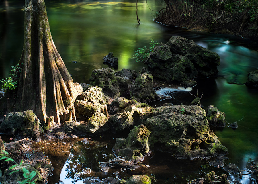 A very Floridian still life. Hillsborough River State Park, Thonotosassa, Florida - Fine Art Photography Print