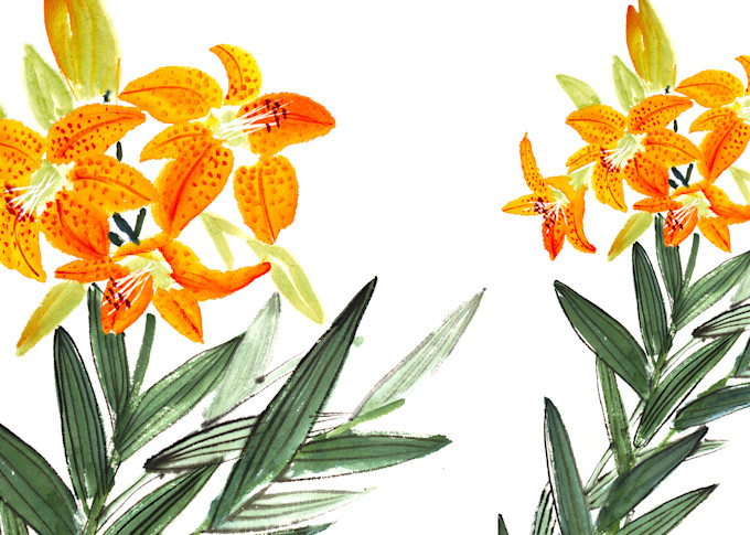 Tiger Lily for Mugs